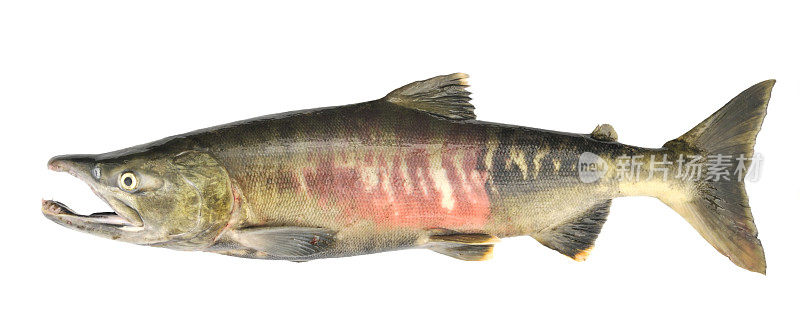 鲑鱼，Oncorhynchus keta，阿拉斯加